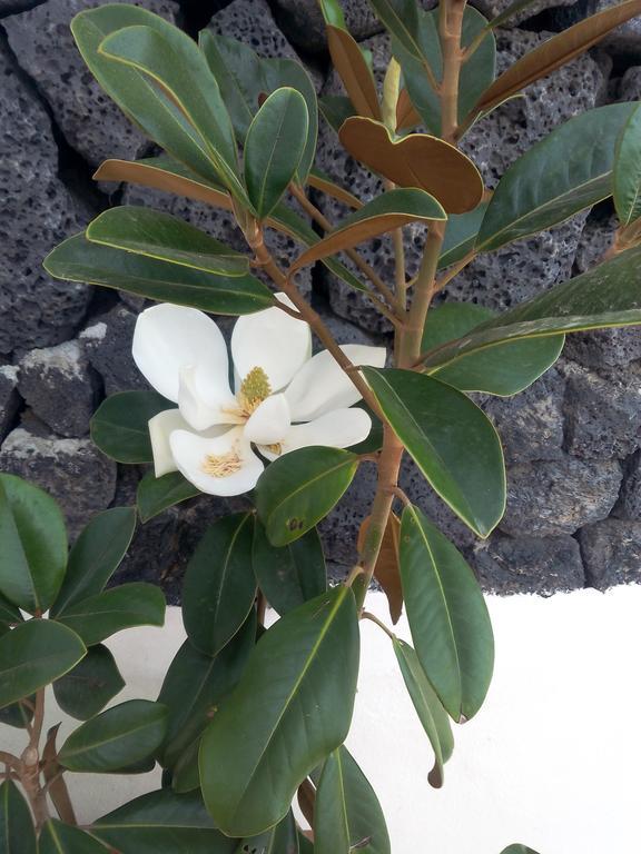 Finca La Rubina Mozaga 外观 照片
